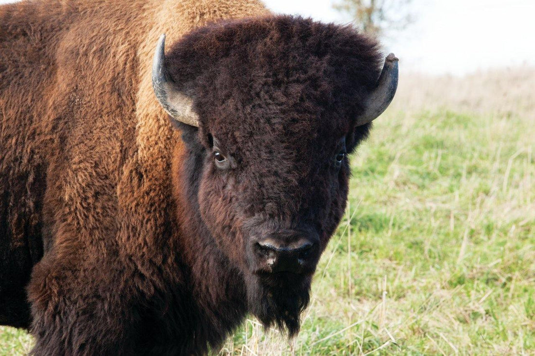 Boulder the Bull - Healthy Bison Meat Snack Sticks - BUFF