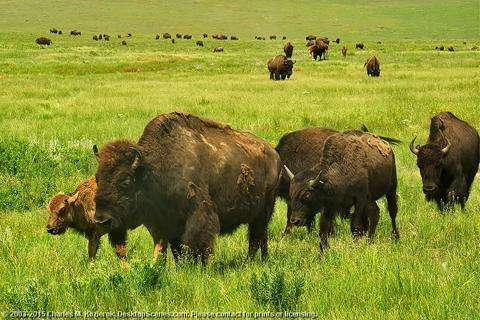 Be part of "The Herd" blog - Healthy Bison Meat Snack Sticks - BUFF